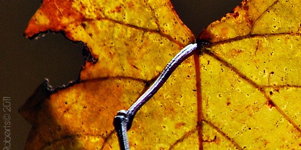 backlit leaf, vein detail