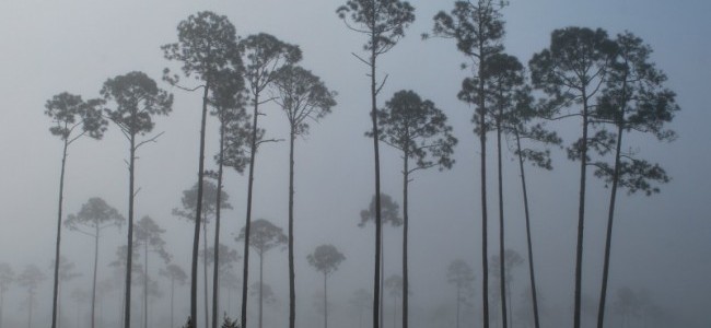 morning fog in tall pines