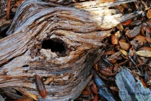 woodeneye