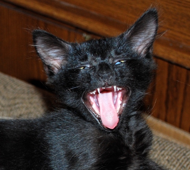 laughingcat