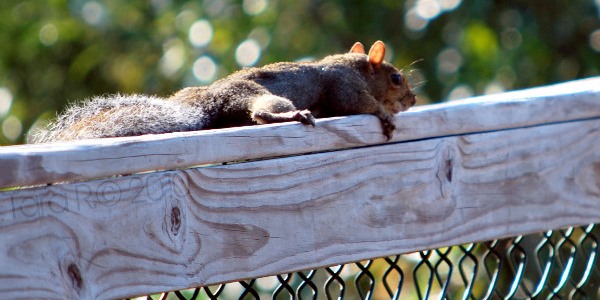 resting squirrel