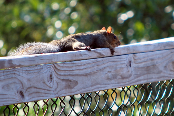 resting squirrel