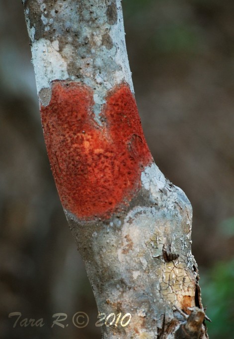 red tree fungi