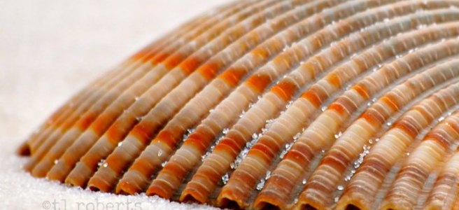 macro orange striped seashell