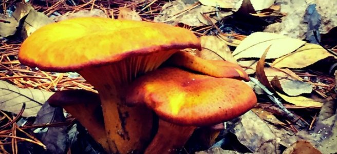 orange and brown mushroom