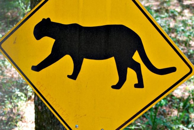 Cougar crossing sign