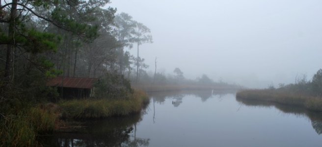 foggy bayou