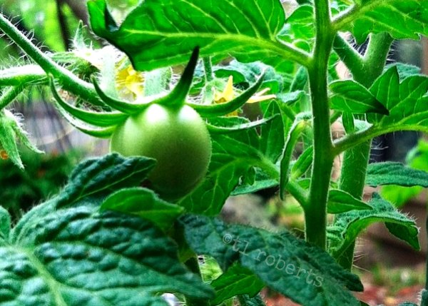 small green tomato