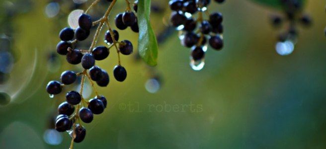 rain on black berries