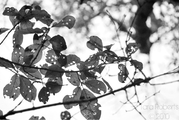 black and white image of leaves
