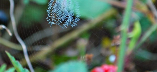 writing spider web
