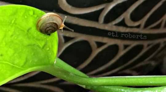 macro snail on rainy leaf