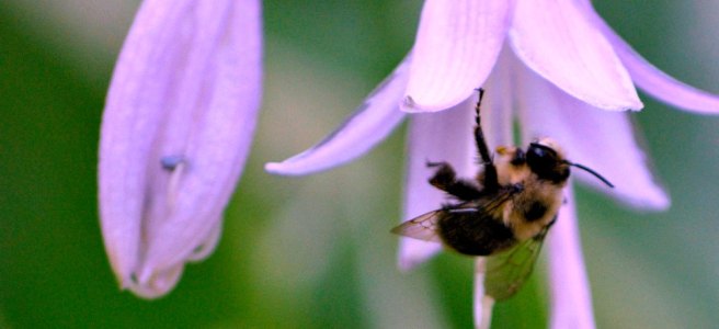 hosta flower and bee