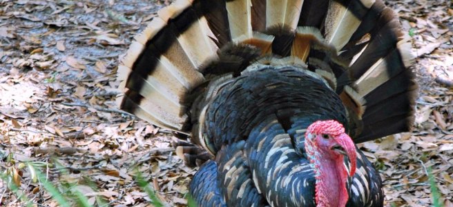tom turkey tail feathers spread