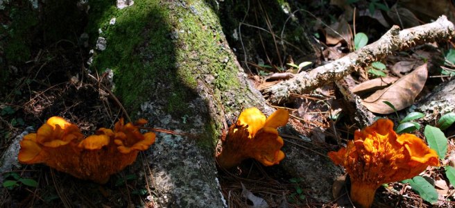 three orange fungi
