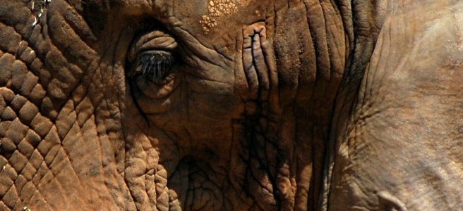 close-up elephant eye