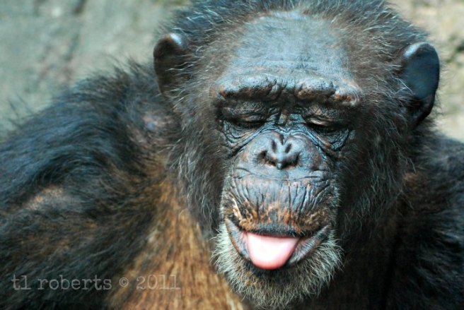 sassy chimp