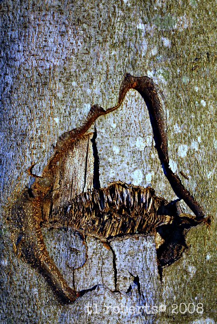 ragged wound on tree trunk