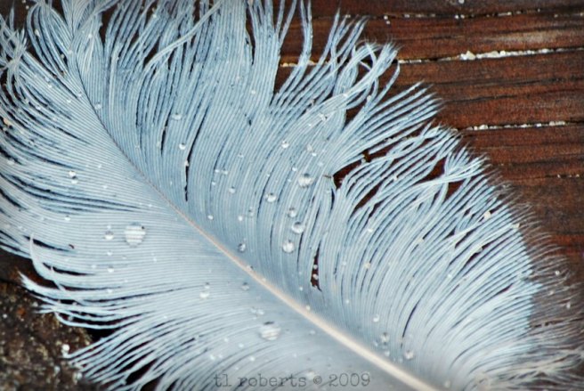 macro of white feather
