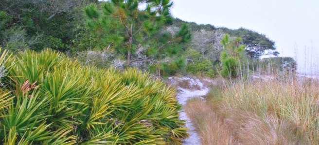 sandy path through sago palms