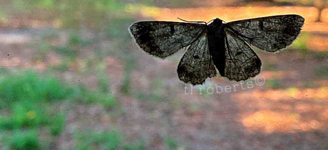 silhouette of small moth